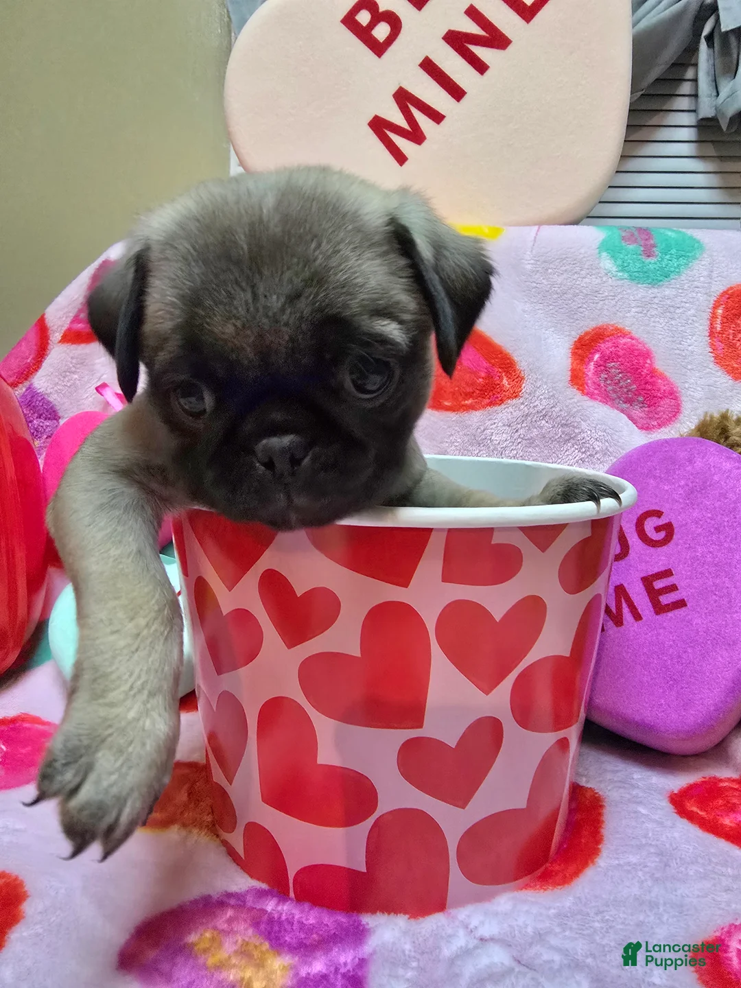 Pug dogs for sale: Maddie - Ad 8