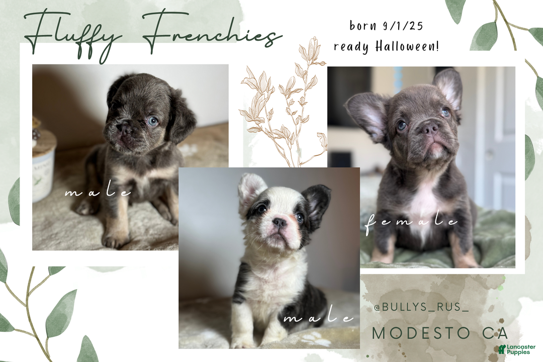 French Bulldog dogs for sale: Big Rope Lilac tan Merle Fluffy Male  - Ad 13