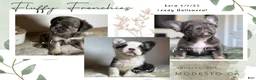 French Bulldog dogs for sale: Big Rope Lilac tan Merle Fluffy Male  - Ad 15