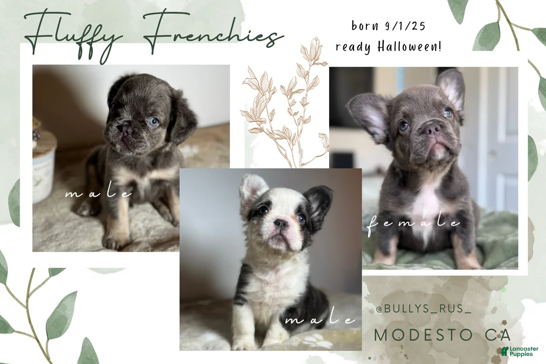 French Bulldog dogs for sale: Big Rope Lilac tan Merle Fluffy Male  - Ad 15