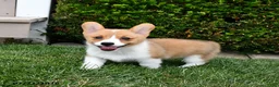 Welsh Corgi Pembroke dogs for sale: Pixie - Ad 4