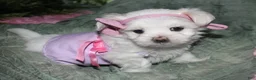Maltese dogs for sale: Diva - Ad 7