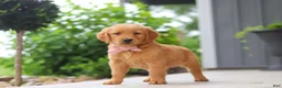 Golden Retriever dogs for sale: Bailey - Ad 8