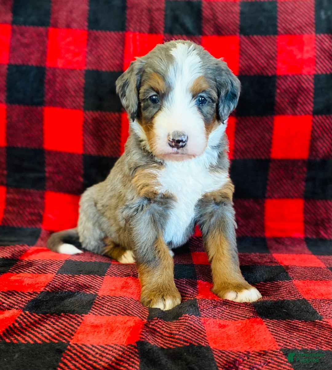 Bernedoodle dogs for sale: Penelope  - Ad 6