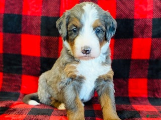 Bernedoodle dogs - Ad 39