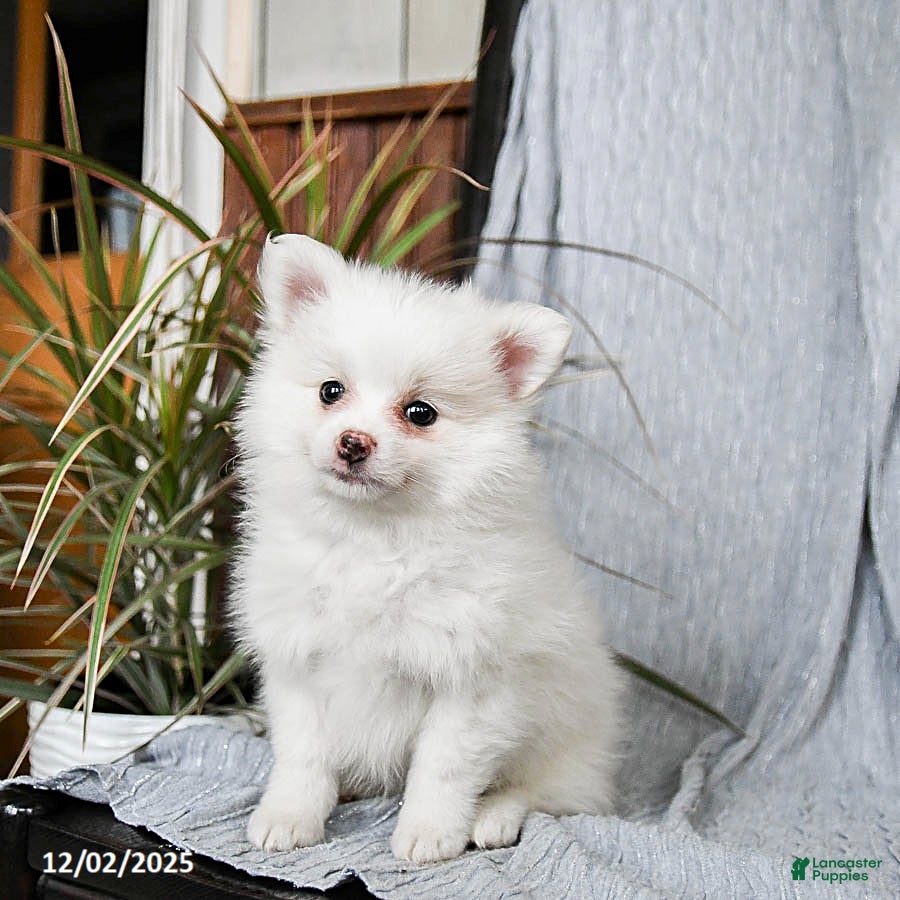 Pomeranian dogs Maple   - Ad 29