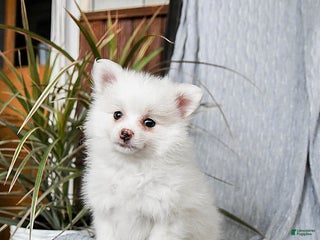 Pomeranian dogs Maple - Ad 12