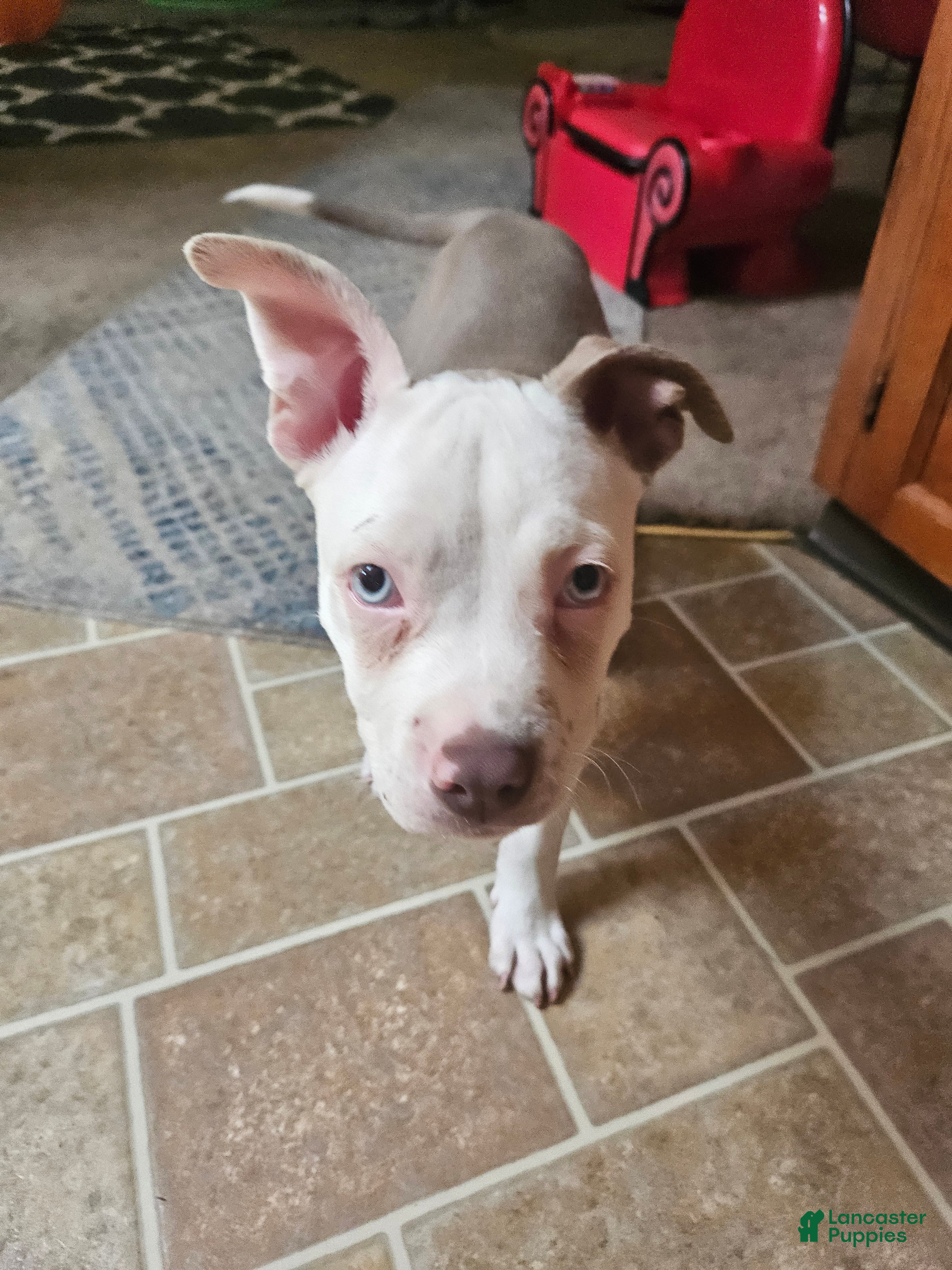 American Bully dogs American Bully 1 - Ad 2