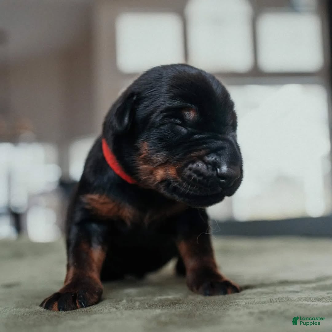 Doberman Pinscher dogs Obsidian Wildfire’s Vader - Ad 5