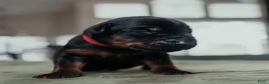 Obsidian Wildfire’s Vader