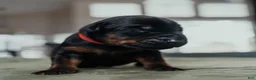 Doberman Pinscher dogs for sale: Obsidian Wildfire’s Vader - Ad 1