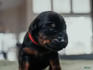 Doberman Pinscher dogs Obsidian Wildfire’s Vader - Ad 5