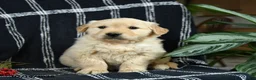 Golden Retriever dogs for sale: Petal - Ad 3