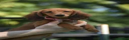 Dachshund dogs for sale: Pixie - Ad 2