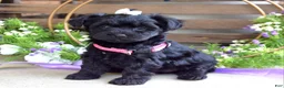 Yorkiepoo dogs for sale: Claire - Ad 8