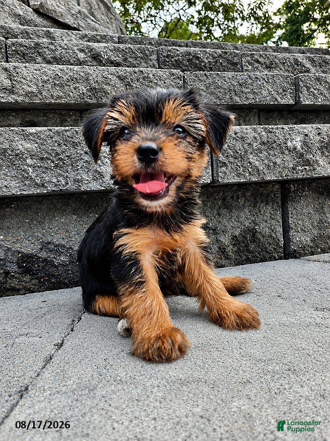 Yorkshire Terrier dogs Trixie - Ad 1