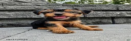 Yorkshire Terrier dogs for sale: Trixie - Ad 1