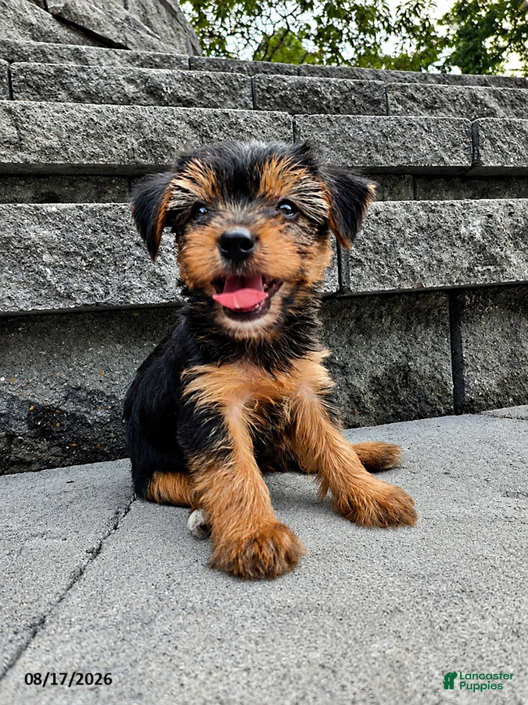Yorkshire Terrier dogs for sale: Trixie - Ad 1