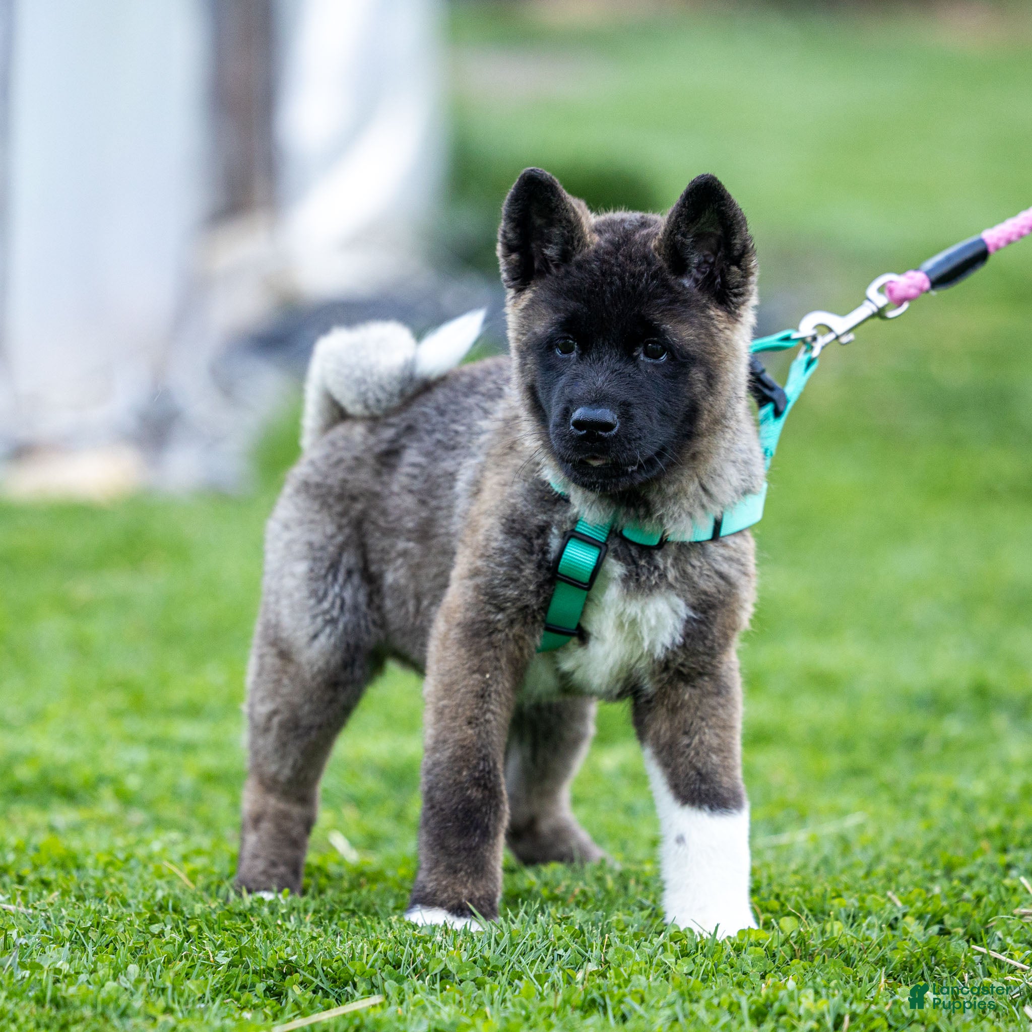 Akita dogs Fuji Akita Puppy  - Ad 2