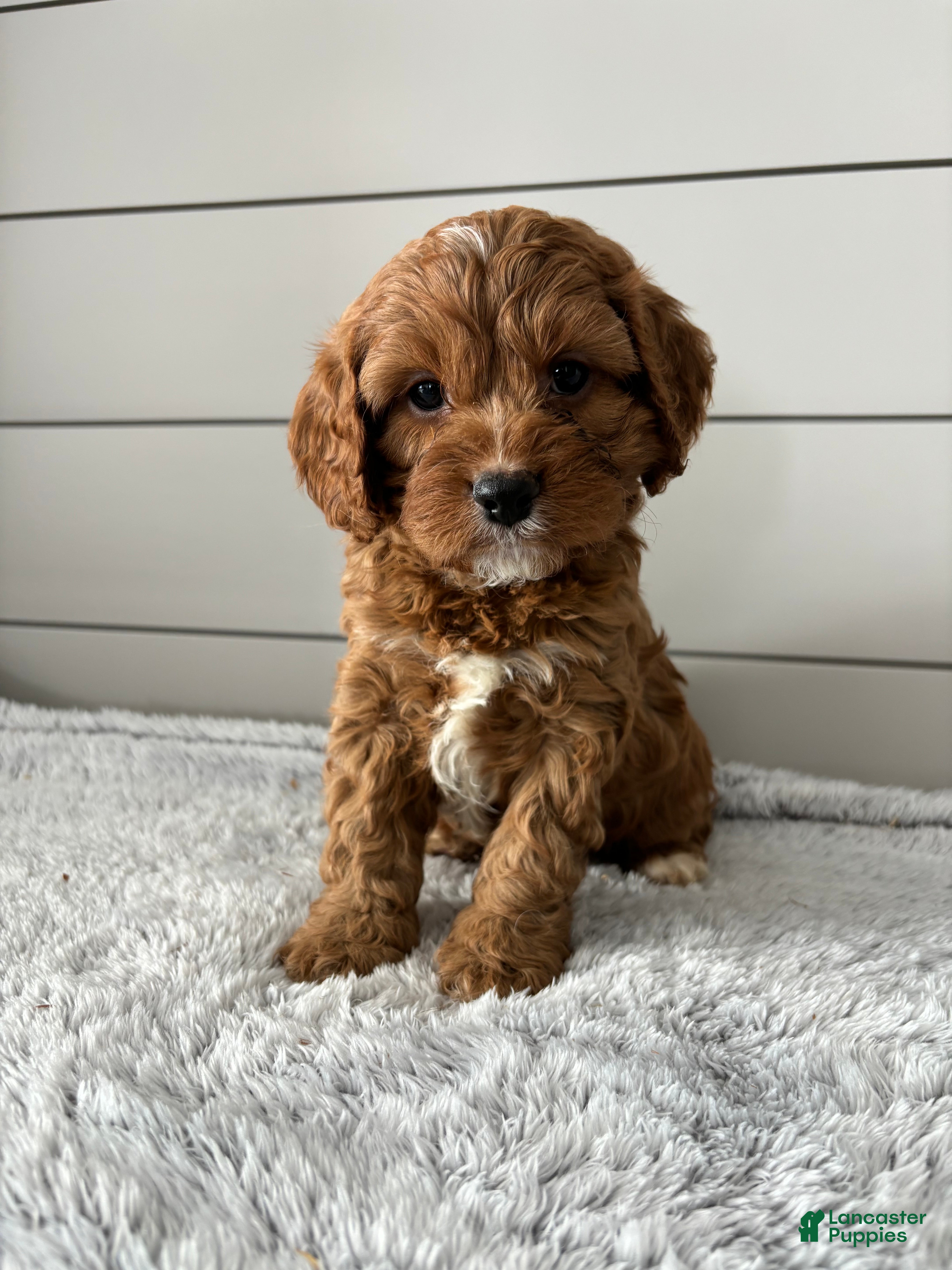 Cavapoo dogs Aspen - Ad 40