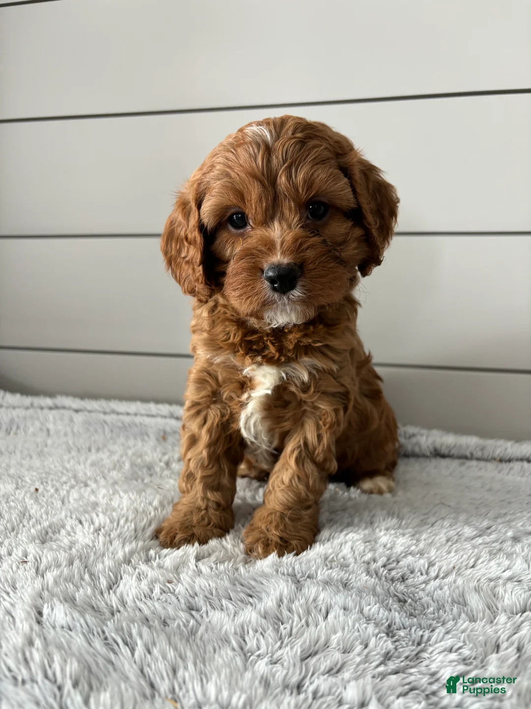 Cavapoo dogs for sale: Aspen - Ad 1