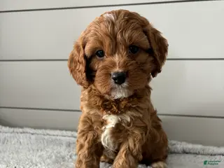 Cavapoo dogs Aspen - Ad 40