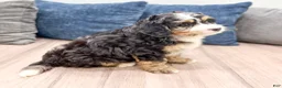 Mini Bernedoodle dogs for sale: Chloe - Ad 4