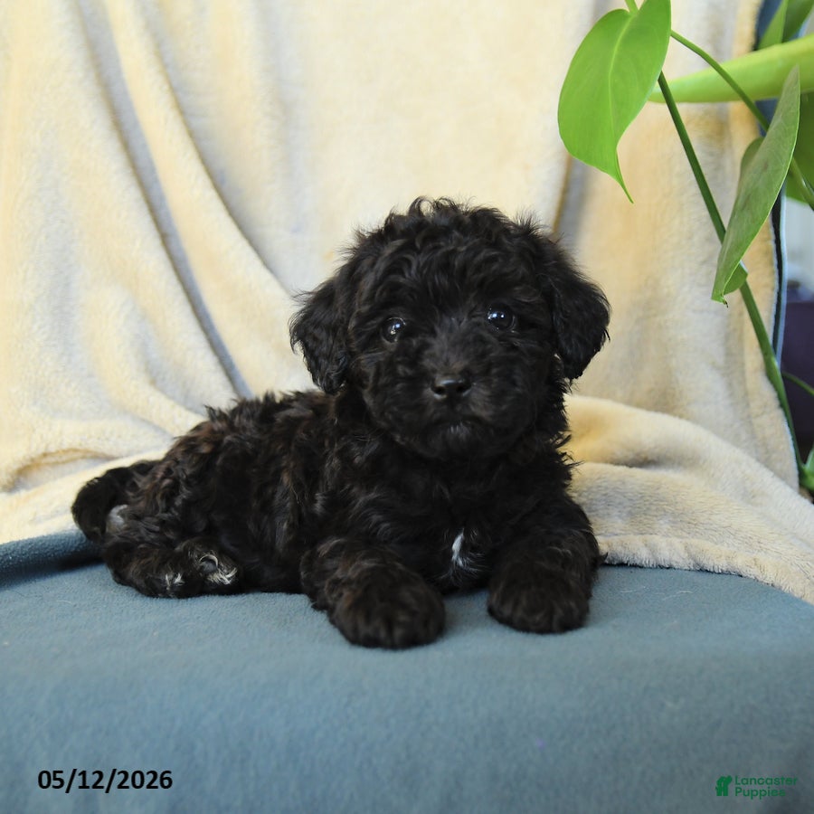 Havapoo dogs Midnight - Ad 2