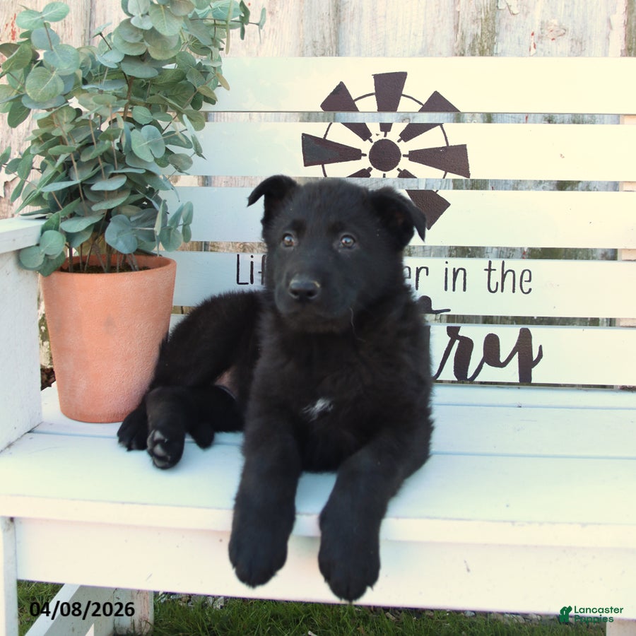 German Shepherd dogs Chloe - Ad 2