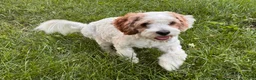 Mixed Breed dogs for sale: Choco (Dark Brown Boy) - Ad 3