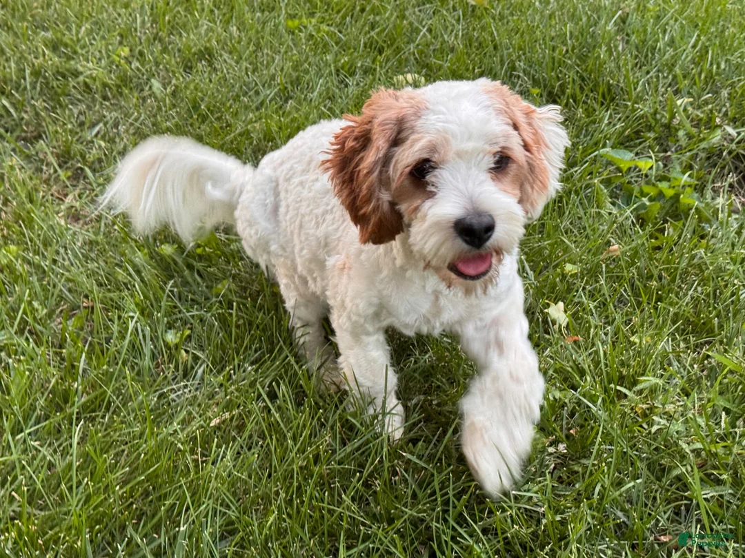 Mixed Breed dogs for sale: Caramel (Light Brown Boy) - Ad 2