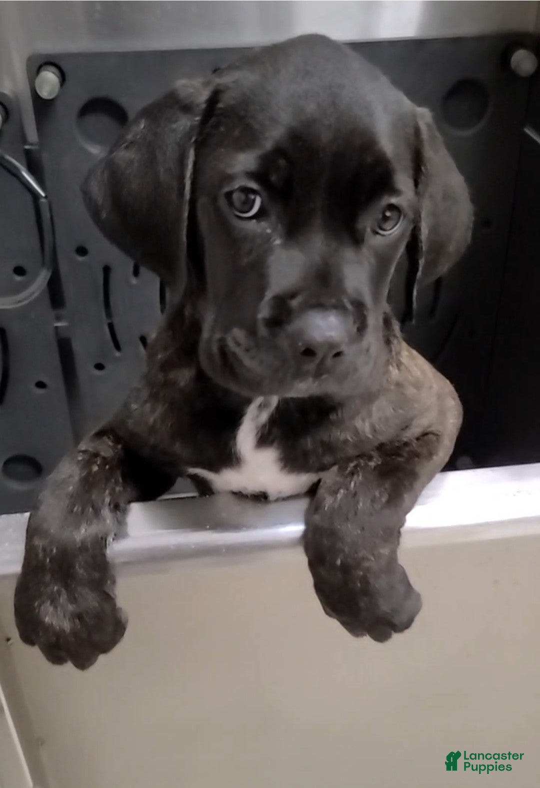 Cane Corso dogs Jean Gray - Ad 1