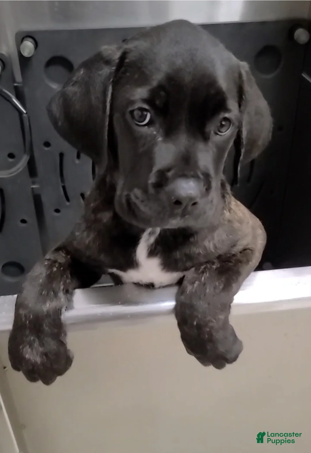 Cane Corso dogs for sale: Jean Gray - Ad 1