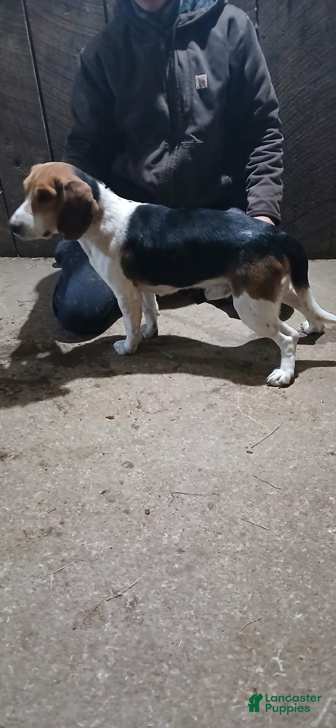 Beagle dogs for sale: Comet - Ad 7