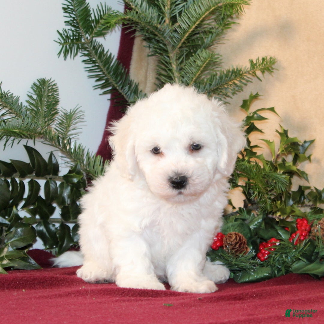 Bichon Frise dogs for sale: Douglas - Ad 2