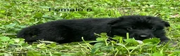 German Shepherd dogs for sale: German Shepherd 6 - Ad 7