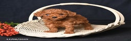 Toy Poodle dogs for sale: Tiny Espresso - Ad 2