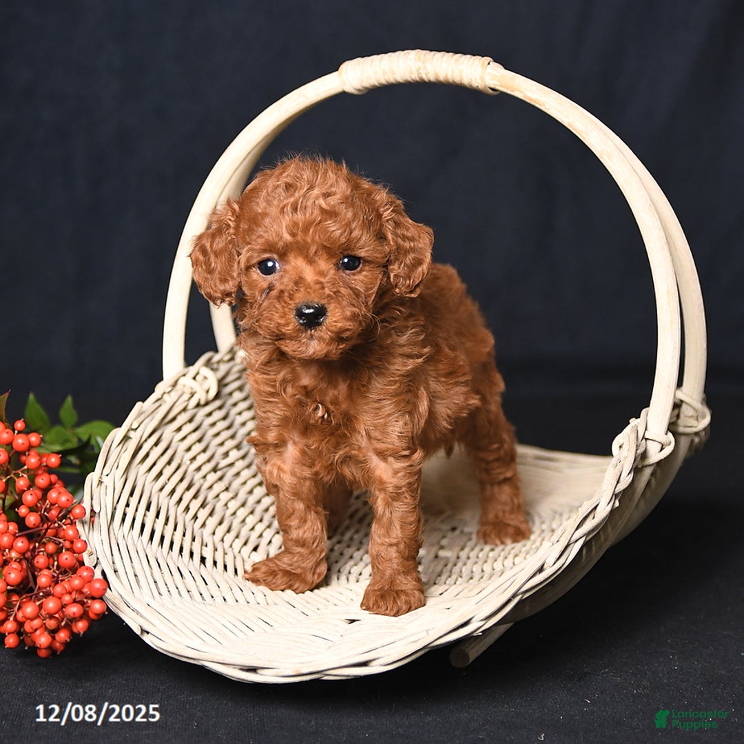 Toy Poodle dogs for sale: Tiny Espresso - Ad 2