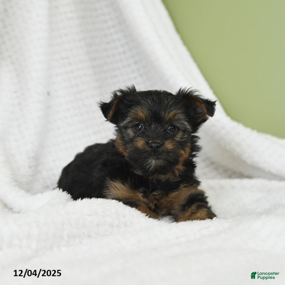 Yorkshire Terrier dogs for sale: Snuggles   - Ad 2