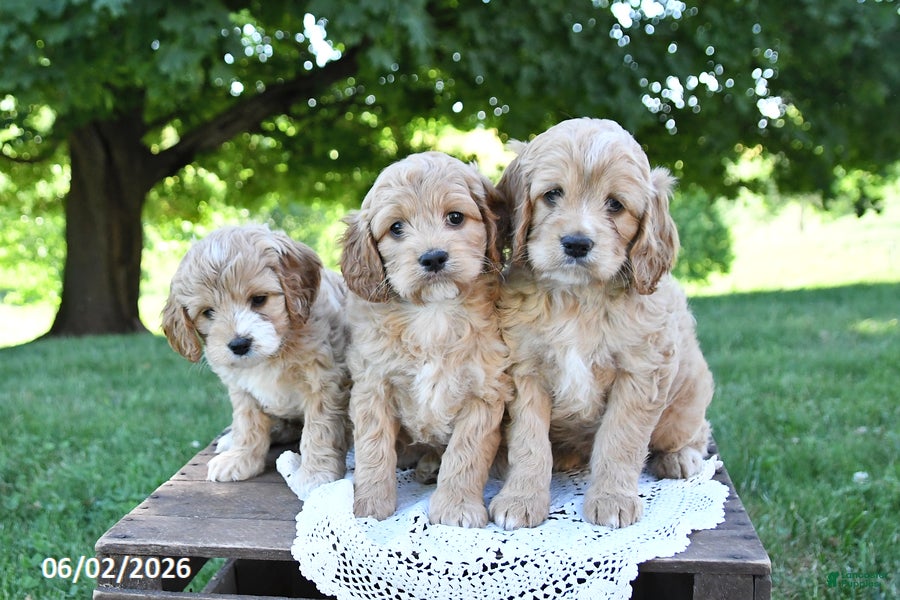 Cockapoo dogs for sale: Sweetie - Ad 5
