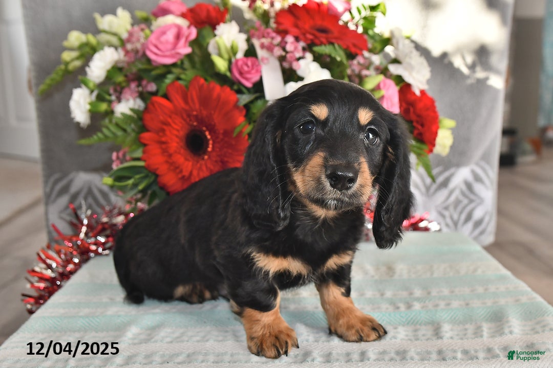 Miniature Dachshund dogs for sale: Rocky - Ad 2