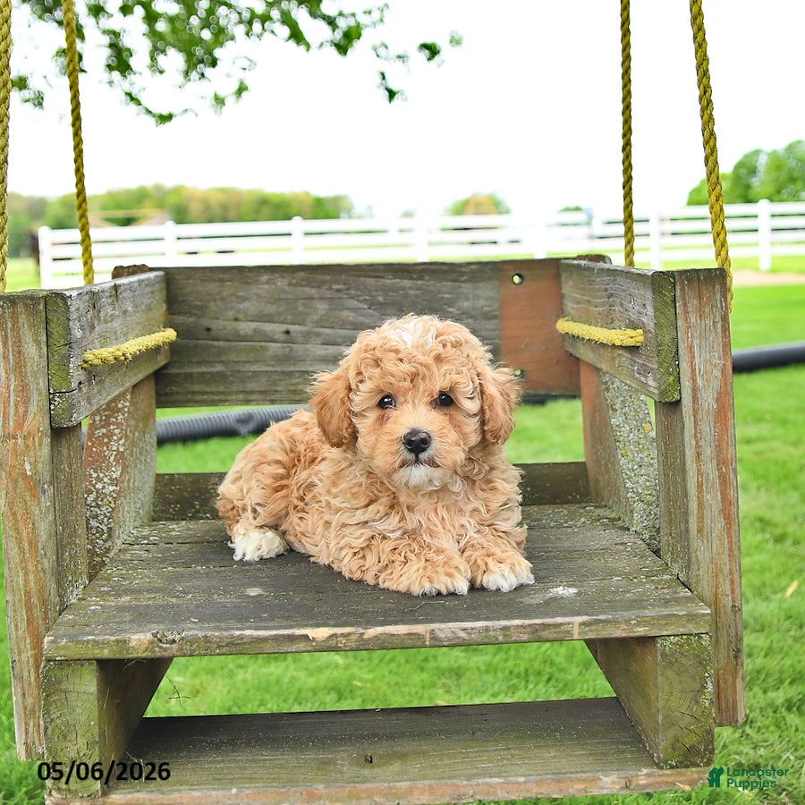 Mixed Breed dogs Chase - Ad 2