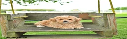Mixed Breed dogs for sale: Chase - Ad 2