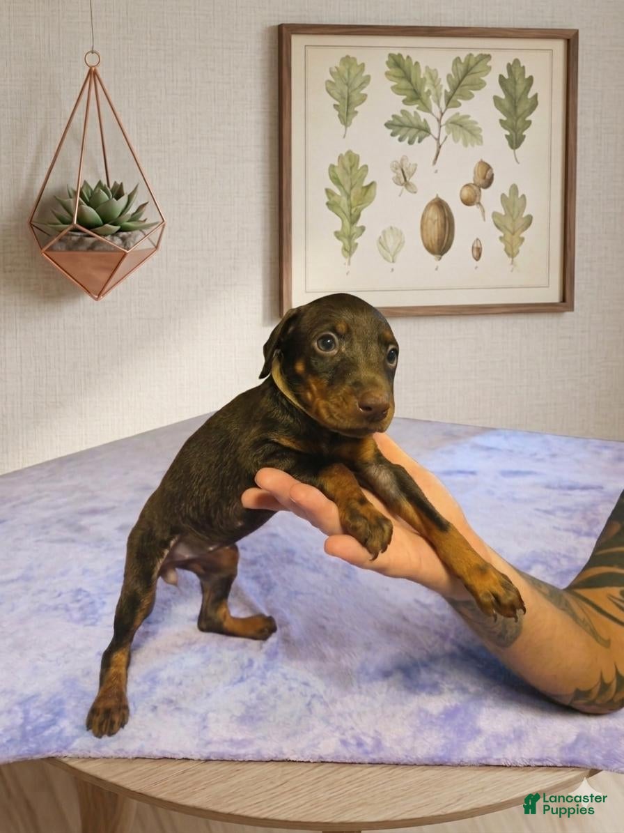 Doberman Pinscher dogs Willow - Ad 30