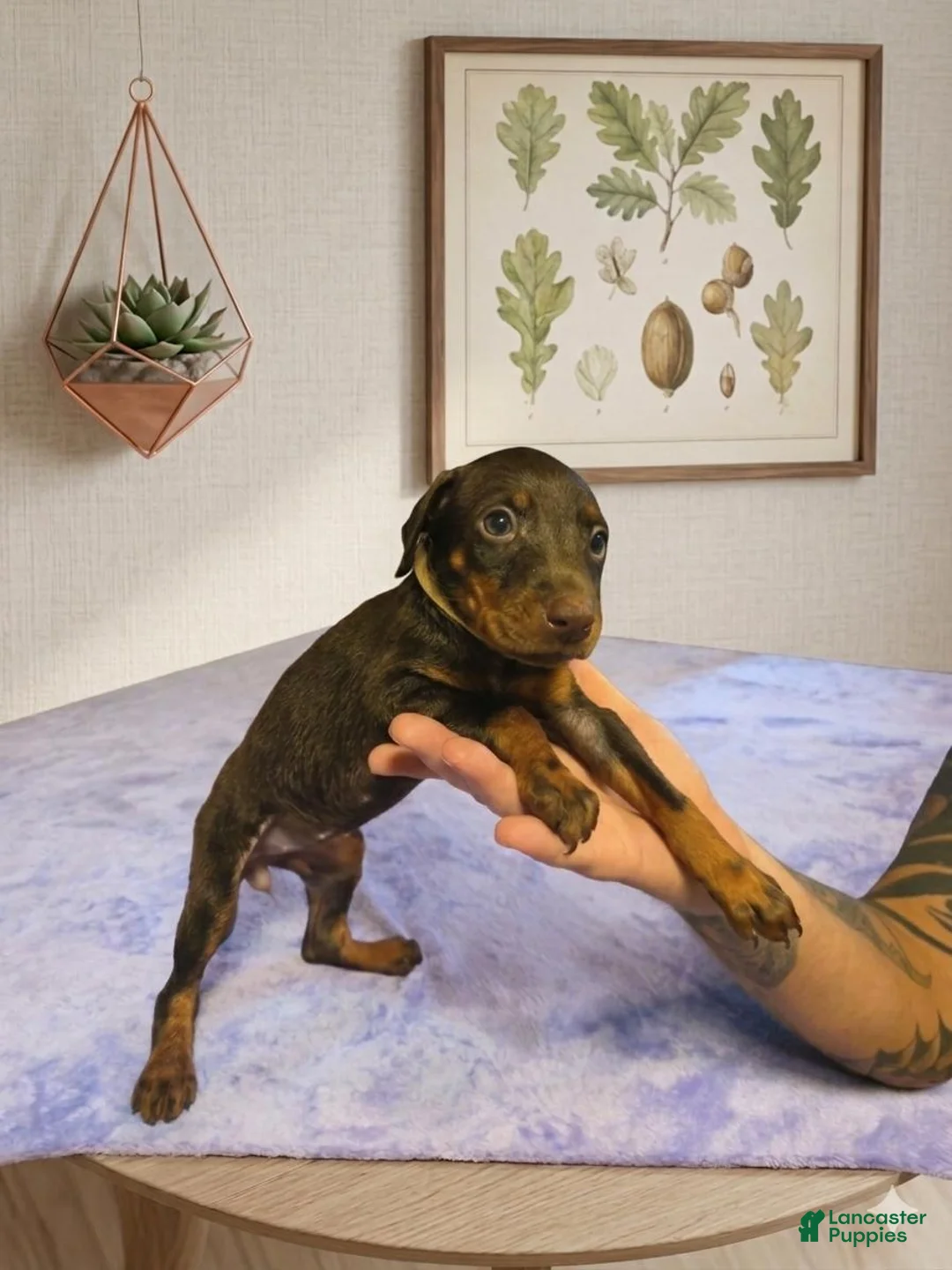 Doberman Pinscher dogs for sale: Willow - Ad 1