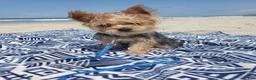 Yorkshire Terrier dogs for sale: Yorkshire Terrier 2 - Ad 7