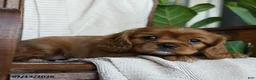 Cavalier King Charles Spaniel dogs for sale: Kyla - Ad 3