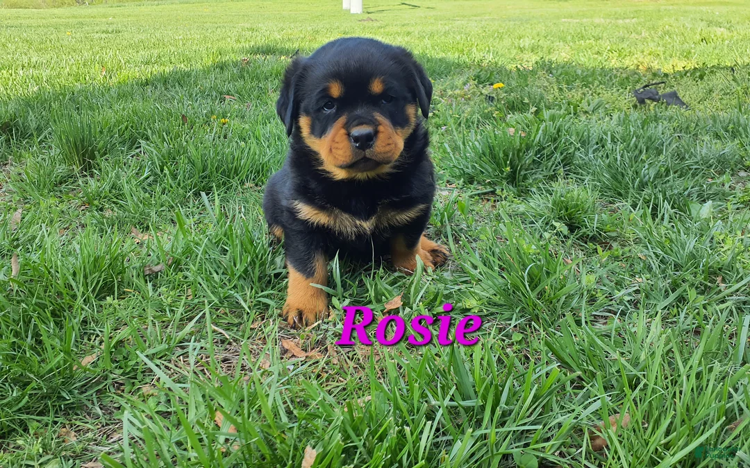 Rottweiler dogs for sale: AKC Rosie RESERVED!  - Ad 2