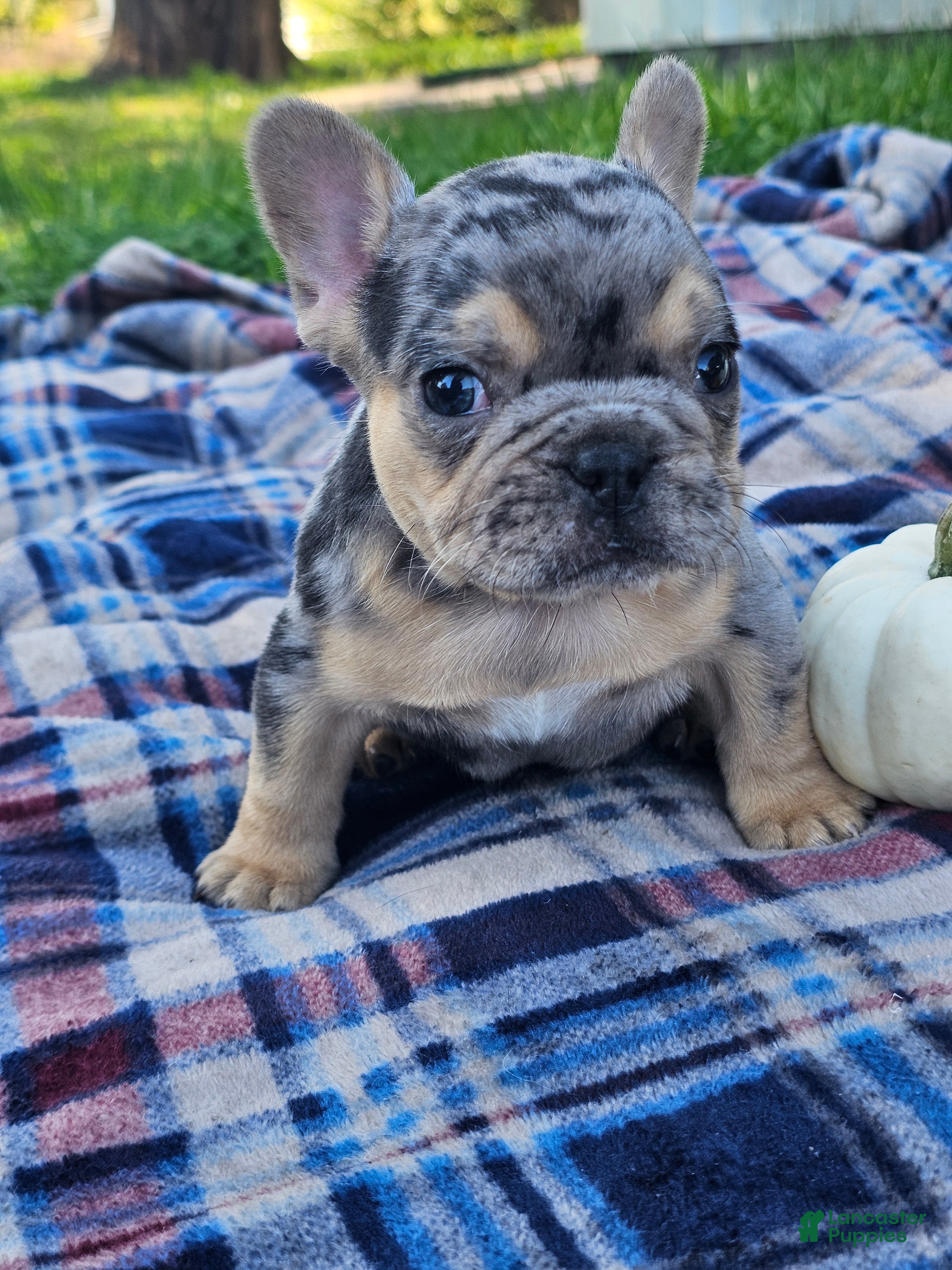 French Bulldog dogs for sale: Quarter - Ad 4