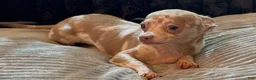 Chihuahua dogs for sale: Mr platinum - Ad 2